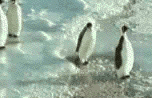 Name:  pingouin.gif
Views: 1784
Size:  434.6 KB