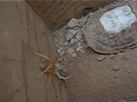 Name:  Camel-Spider2.gif
Views: 210
Size:  1.88 MB